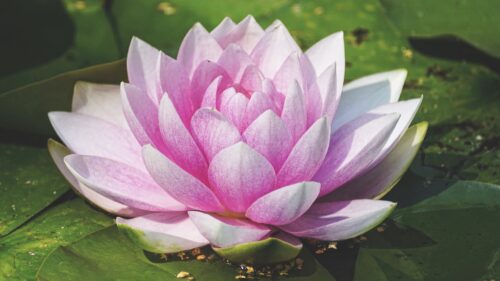 Lingette bambou : fleur de lotus