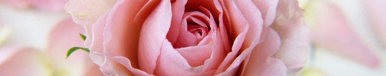 Rose Rose